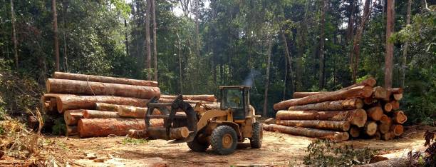 Best Storm Damage Tree Cleanup  in Inglis, FL